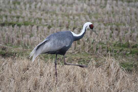 Image de Grue à cou blanc