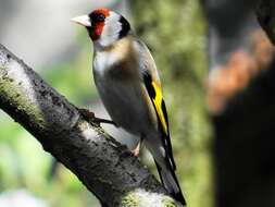 Image of European Goldfinch