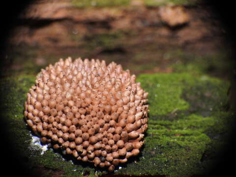 Image of Tubifera ferruginosa subsp. acutissima