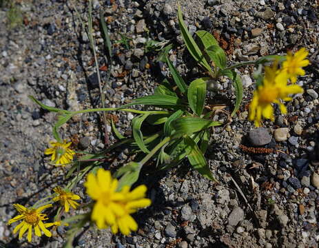 Image of narrowleaf arnica