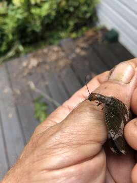 Слика од Nigronia fasciata (Walker 1853)