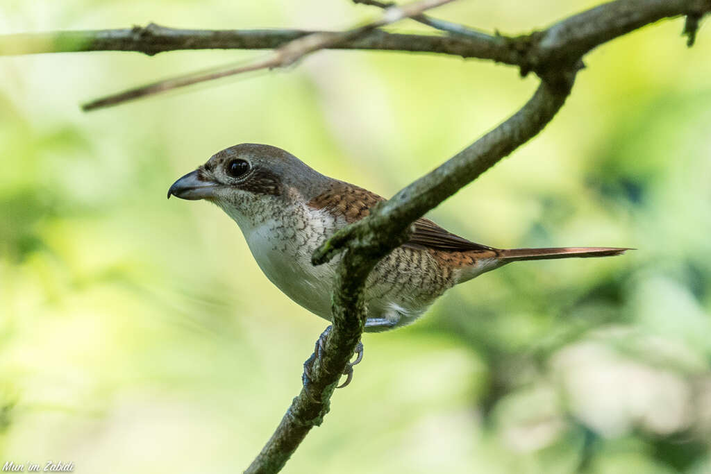 Image of Tiger Shrike