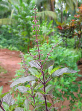 Image of holy basil