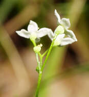 Image of slender bedstraw