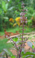 Image of holy basil