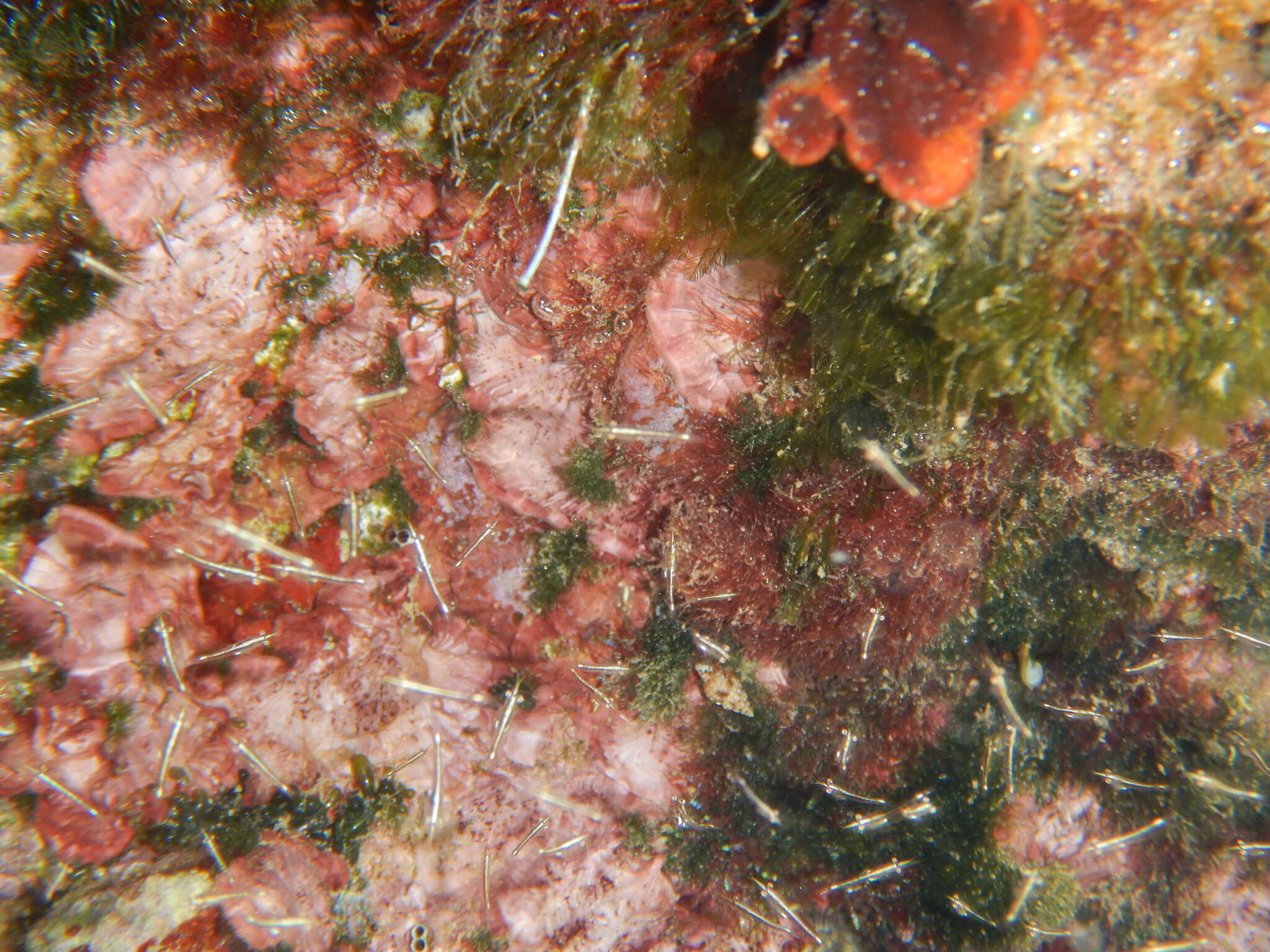 <i>Leptomysis mediterranea</i>的圖片