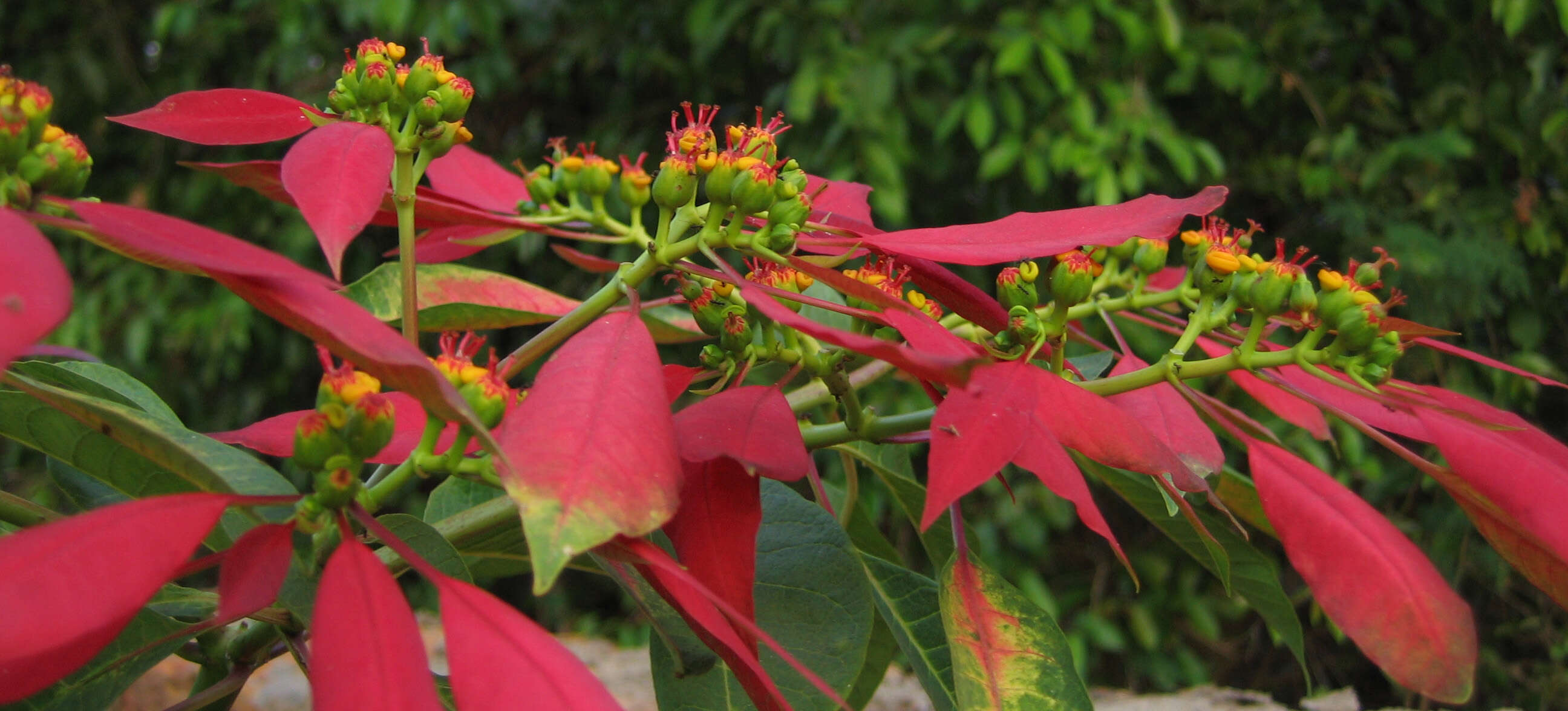 Image of poinsettia