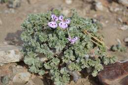 Image of Pelargonium crassicaule L'Her.