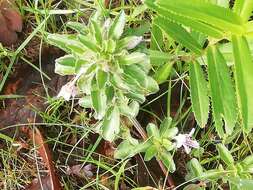 Sivun Dyschoriste decumbens (A. Gray) Kuntze kuva