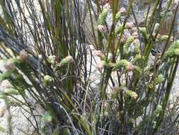 Image of Erica strigilifolia var. strigilifolia