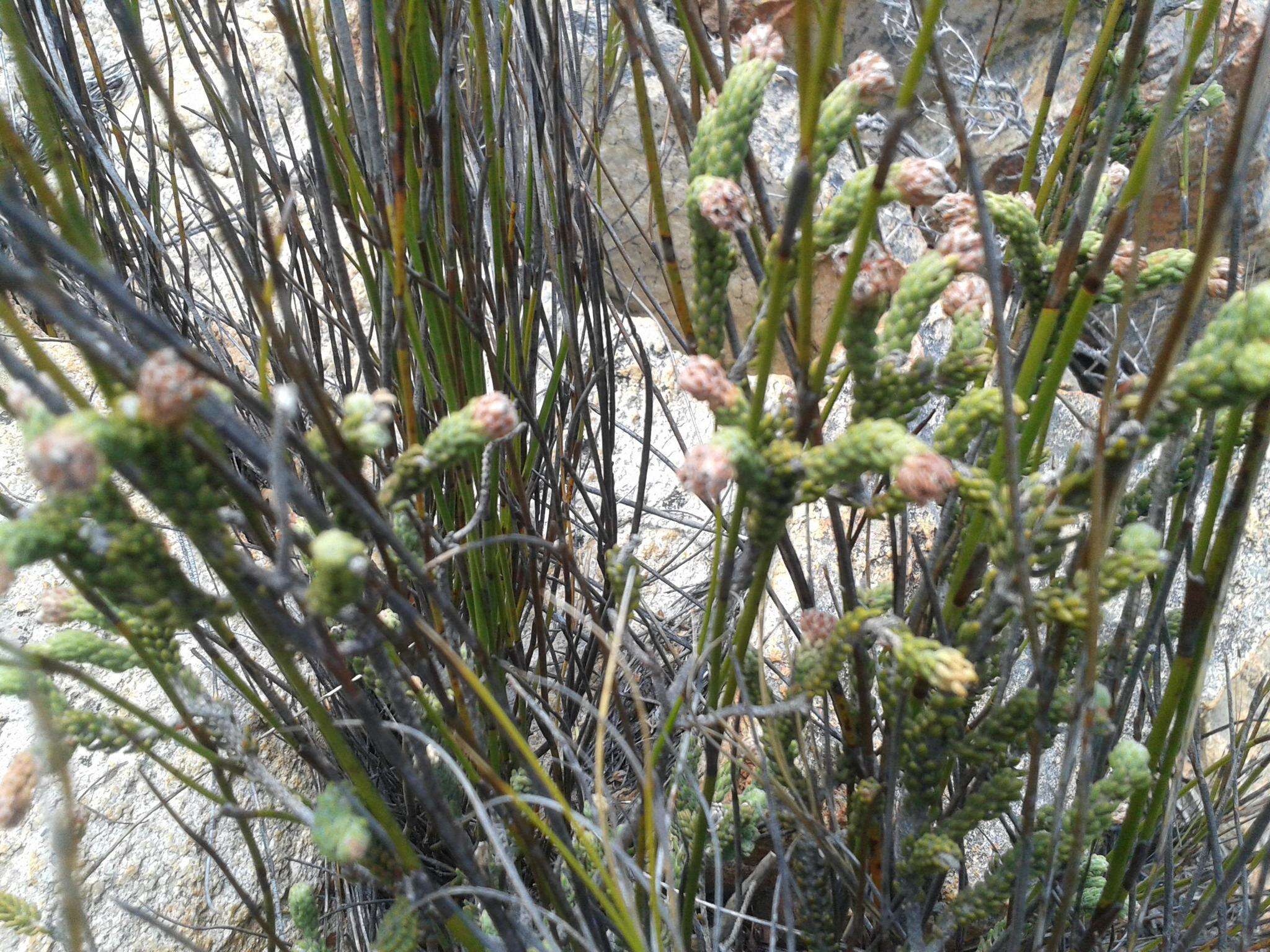 Image of Erica strigilifolia var. strigilifolia