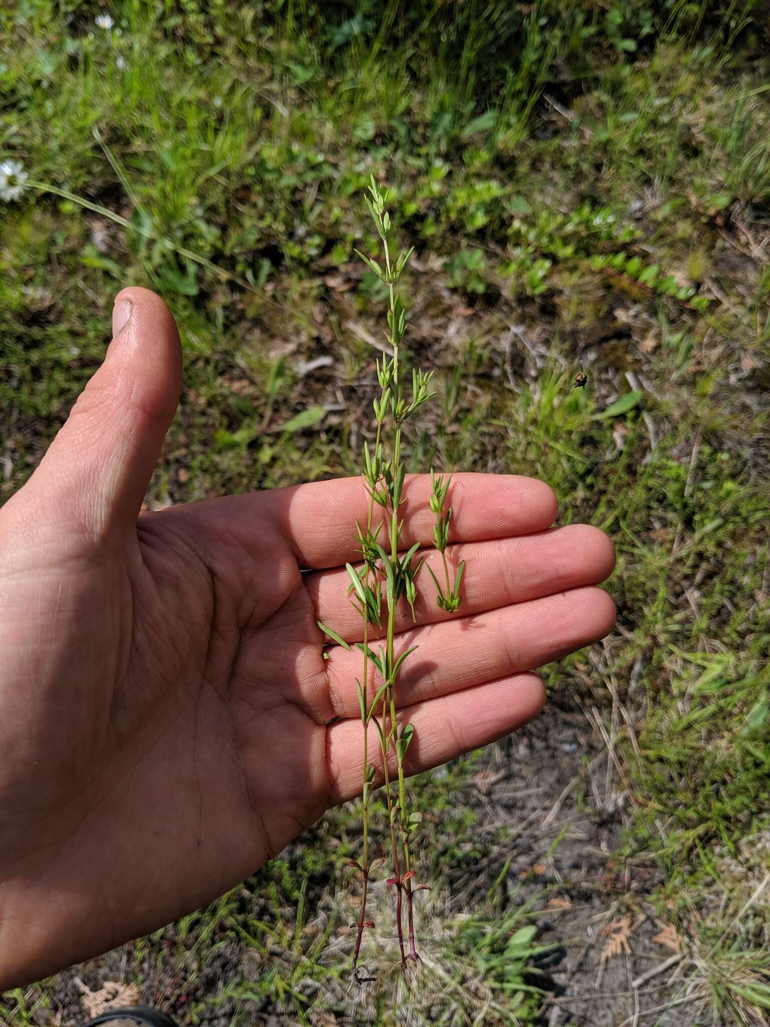 Image of Limestone Wild Basil