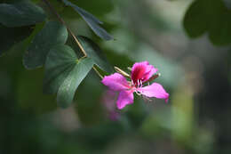 Image of bauhinia