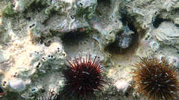 Image of Limy tube worm