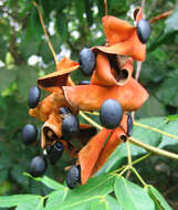 Image of Archidendron bigeminum (L.) I. C. Nielsen