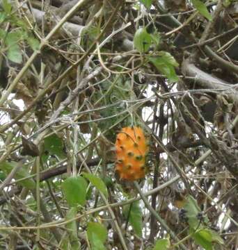 Image of African horned cucumber