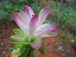 Image de Curcuma aromatica Salisb.