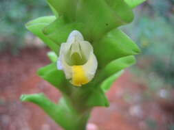 Image de Curcuma aromatica Salisb.