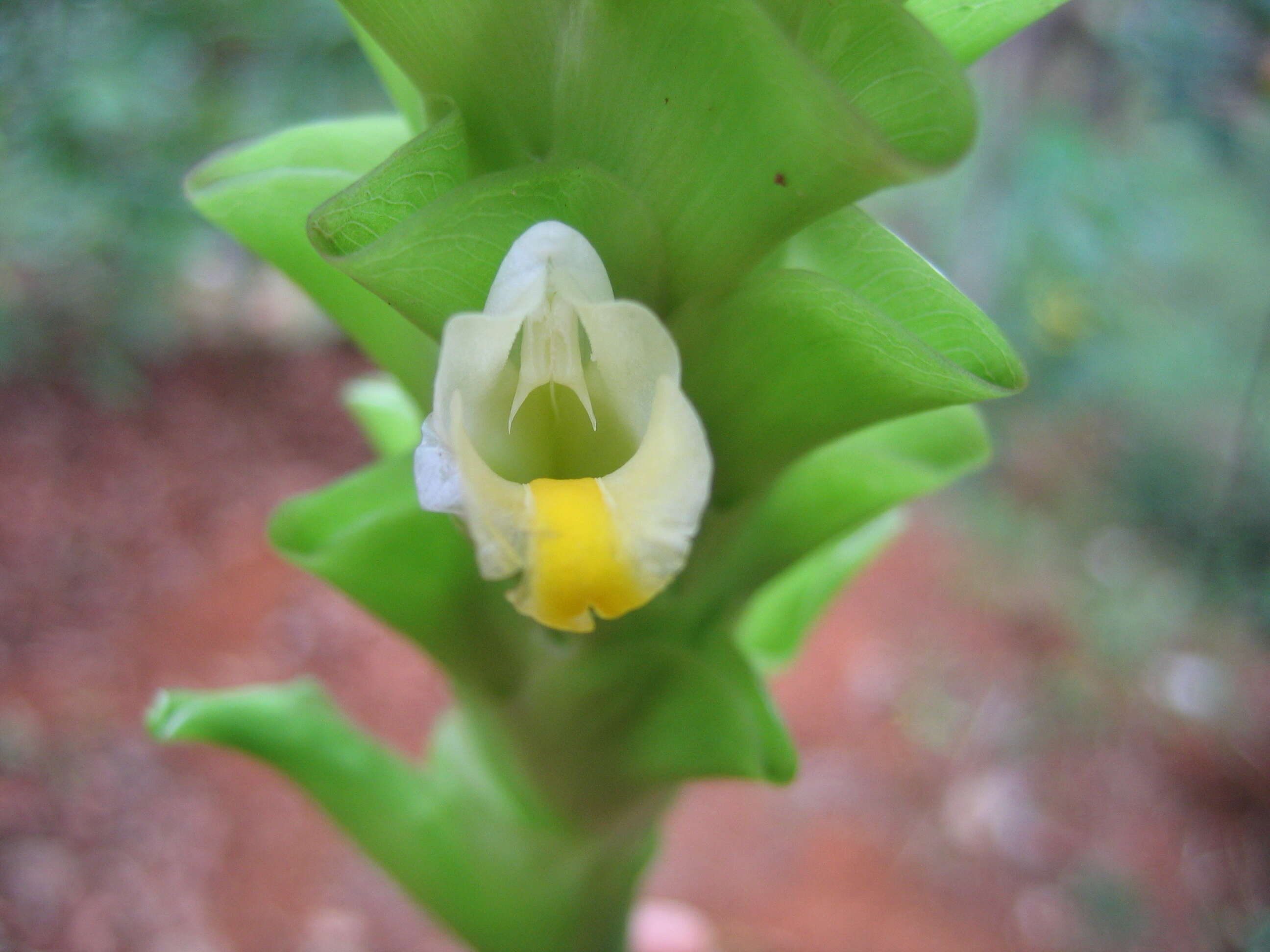 Image de Curcuma aromatica Salisb.