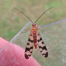 Image of Forked Scorpionfly