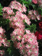 Image of annual phlox