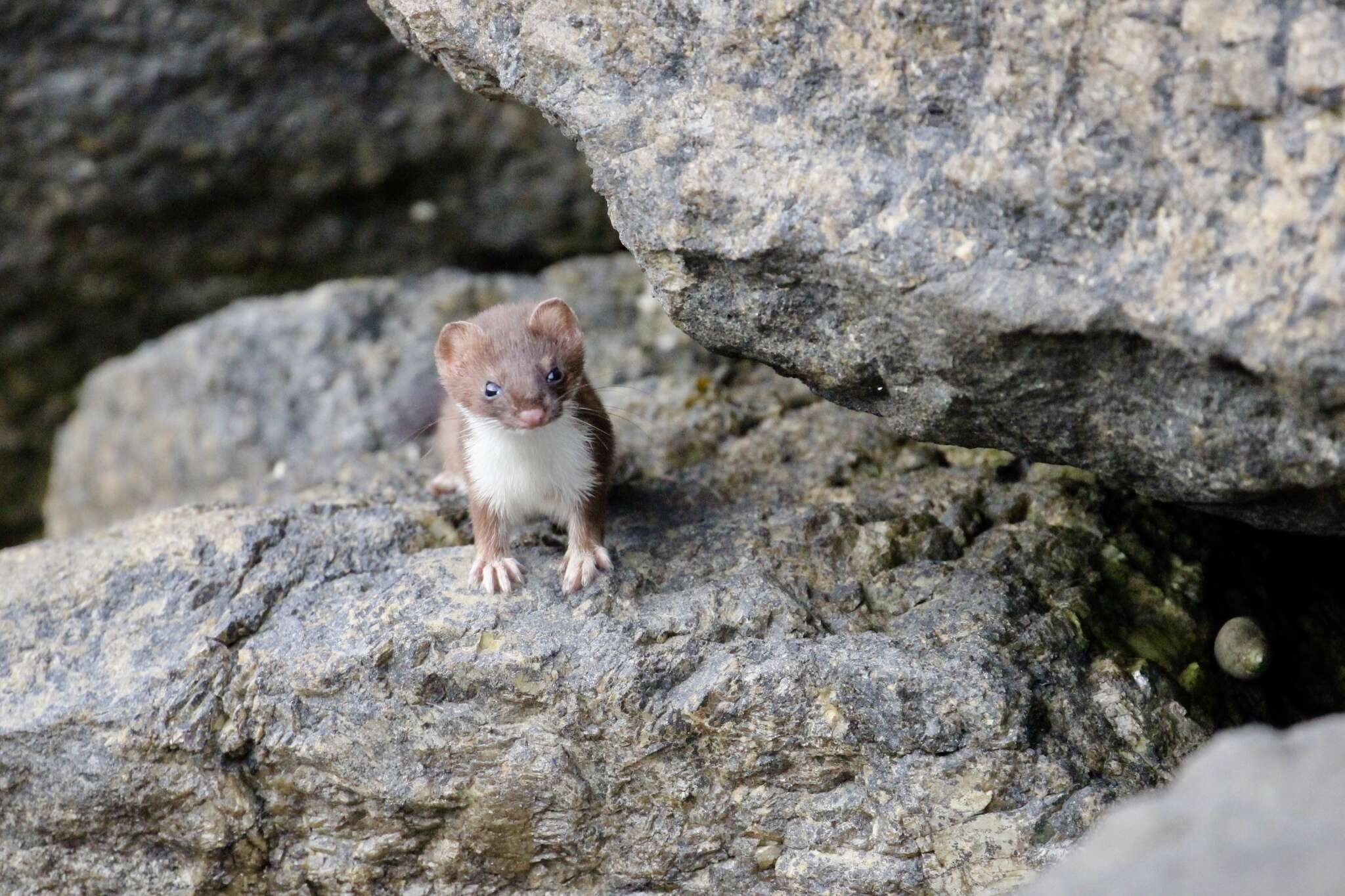 Image of Mustela erminea richardsonii Bonaparte 1838