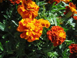 Tagetes erecta L. resmi