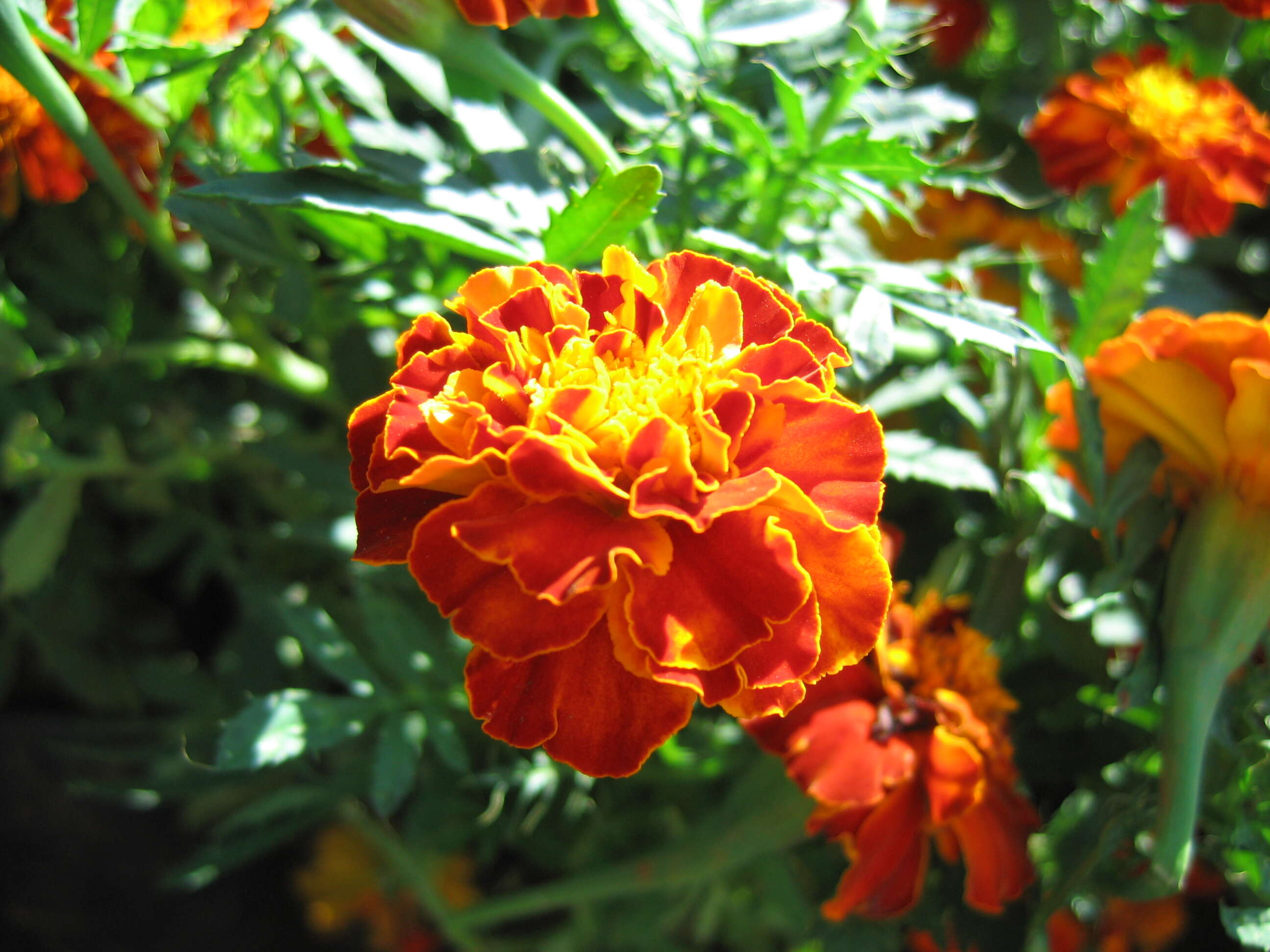 Image of French marigold