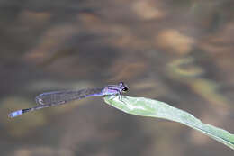 Image of Neotropical Bluet