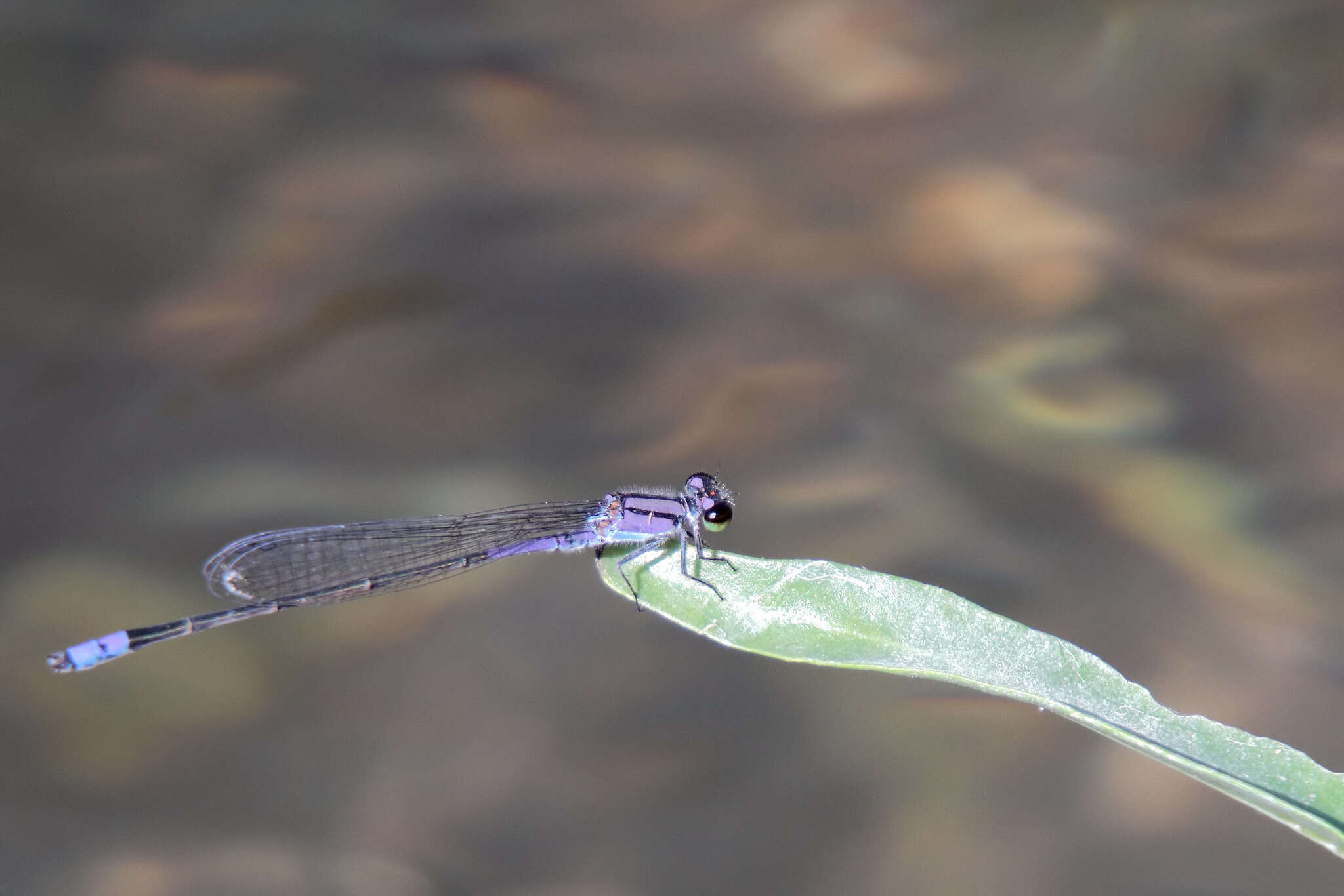 Image of Neotropical Bluet