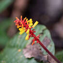 Image de Palicourea subspicata Huber