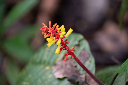 Image de Palicourea subspicata Huber