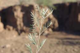 Image of Indigofera cryptantha var. occidentalis Baker fil.