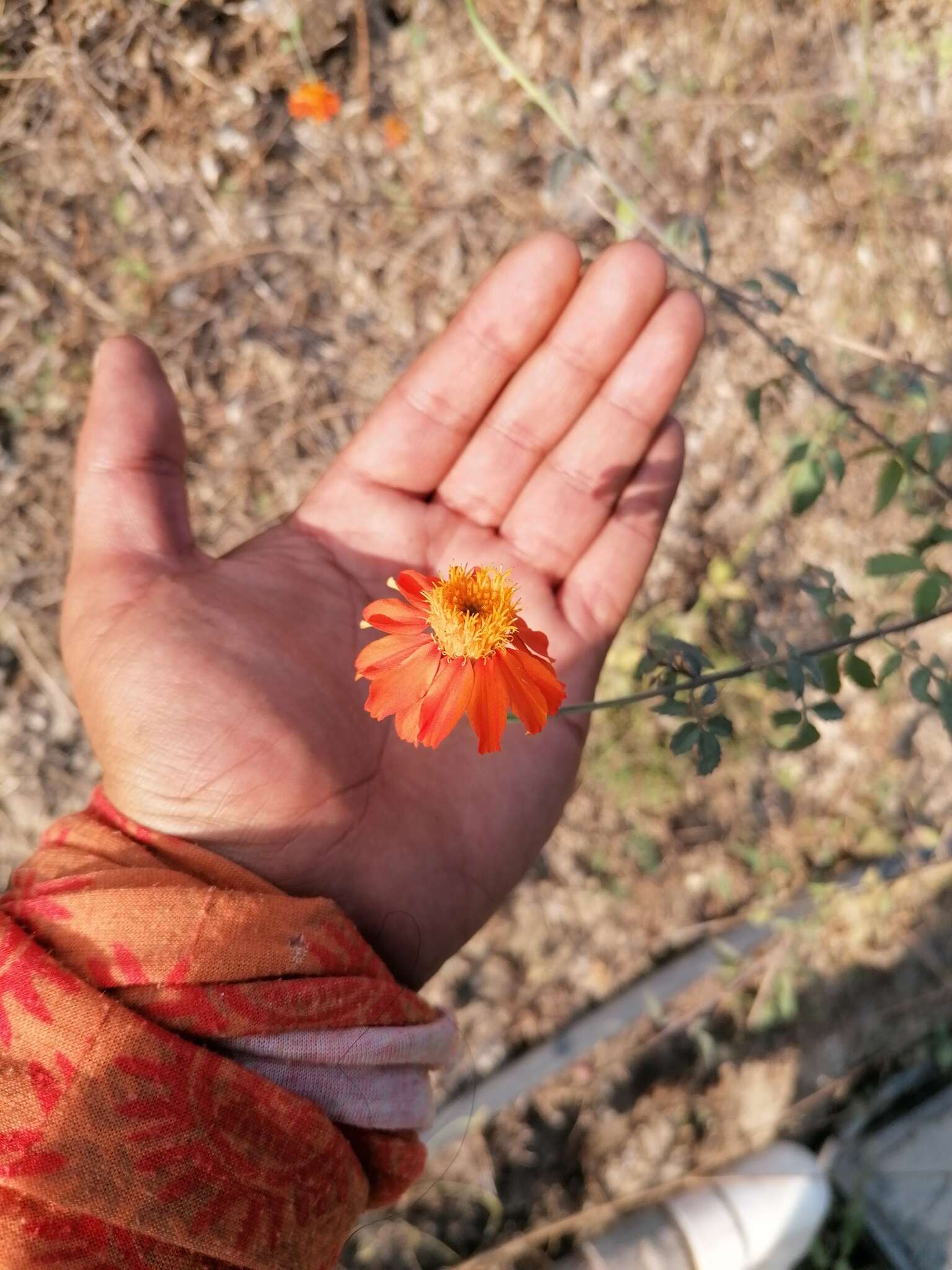 Image of Adenophyllum aurantium (L.) J. L. Strother