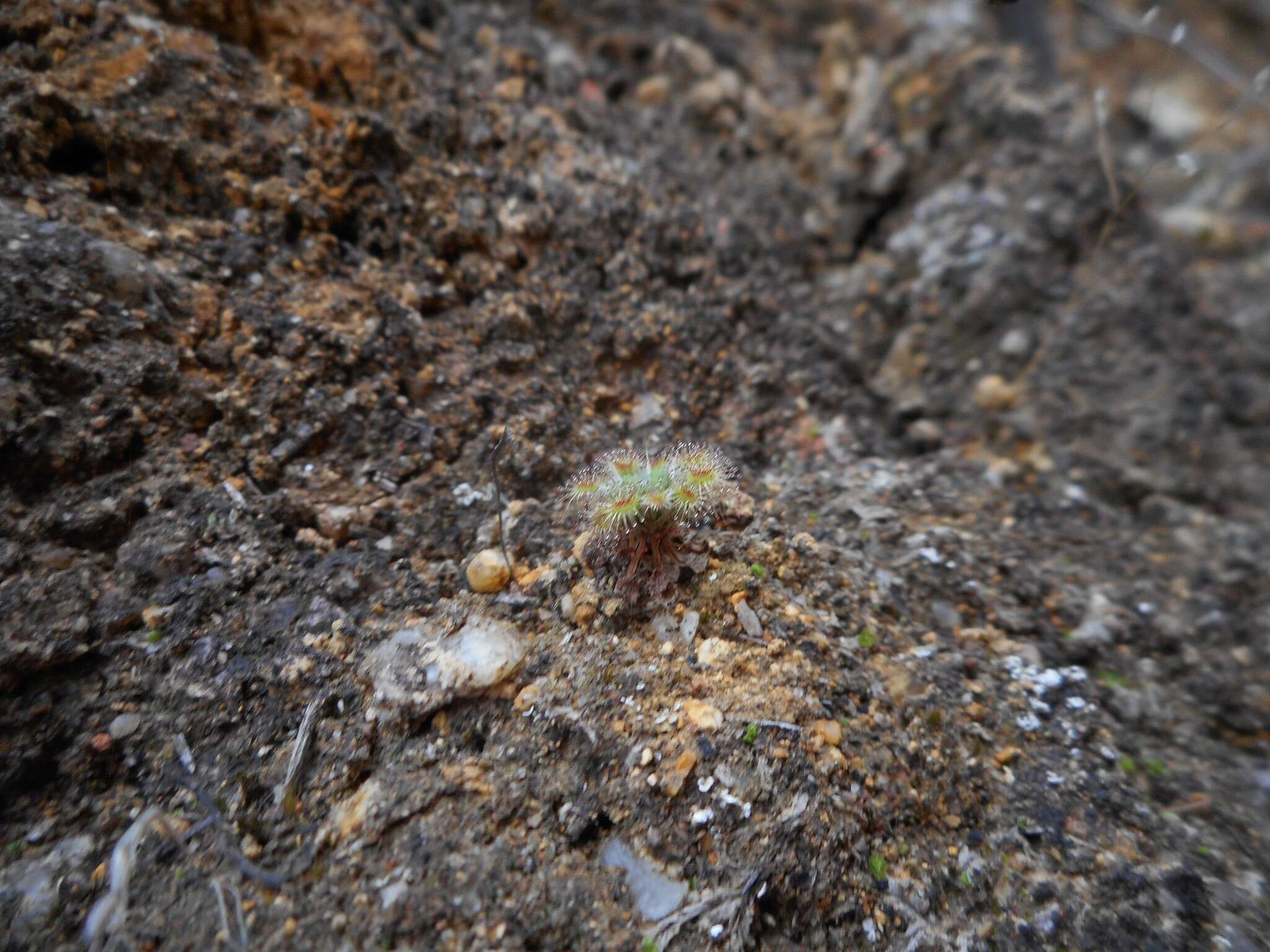 صورة Drosera miniata Diels