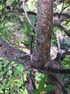 Image of Bursera cerasiifolia T. S. Brandeg.