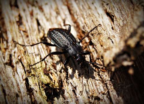 Image of Granulated Carabid