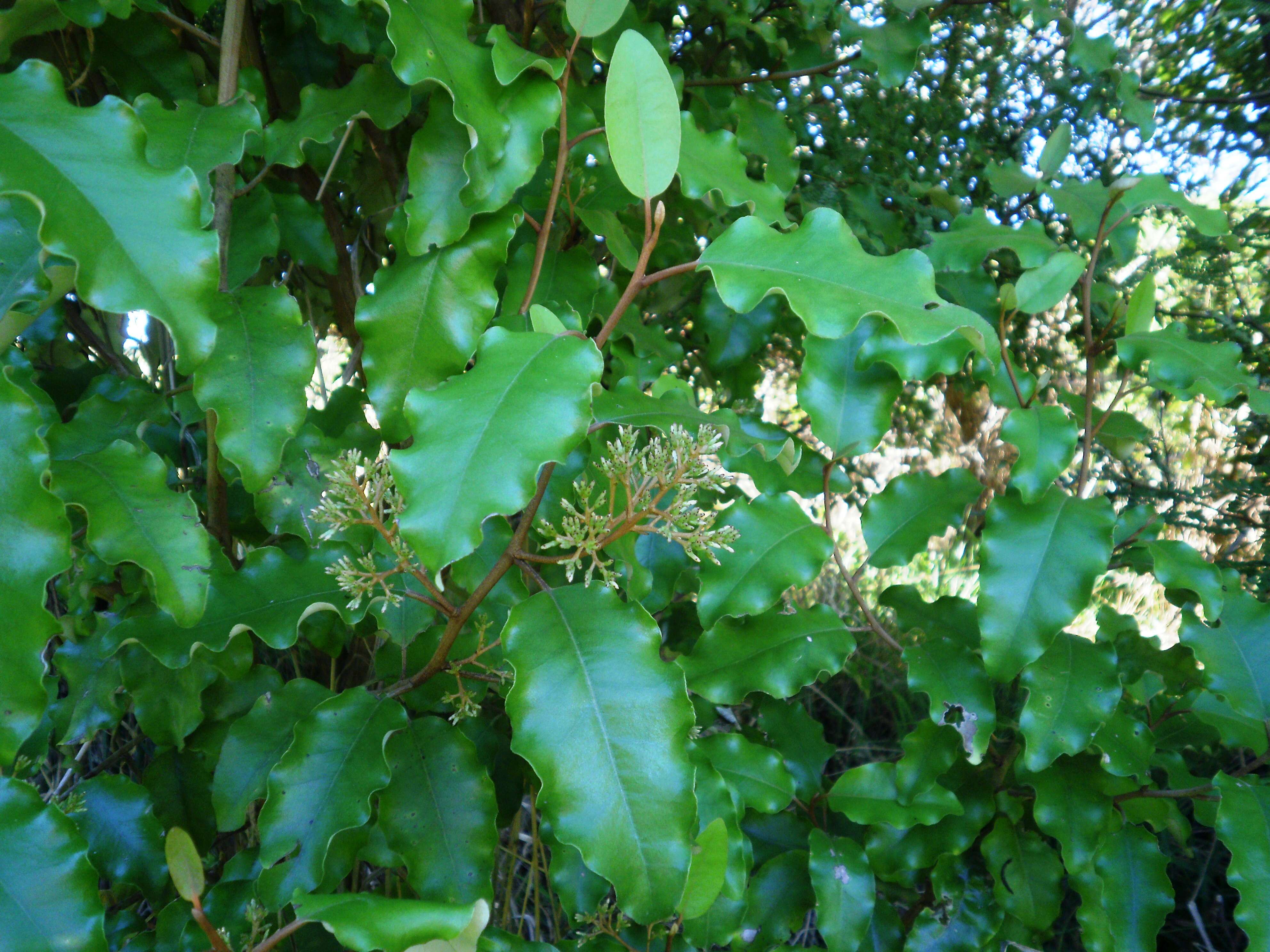 Olearia paniculata (J. R. & G. Forst.) Druce resmi