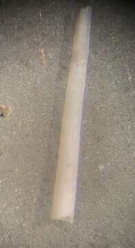 Image of ivory tuskshell