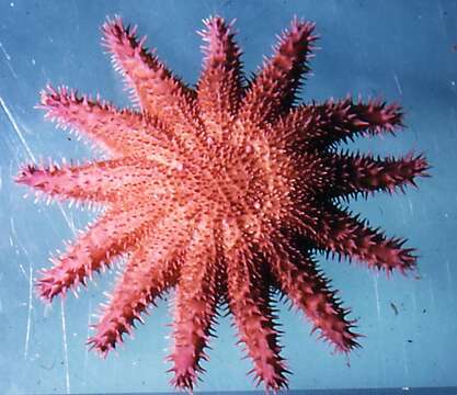 Image of crown of thorns starfish