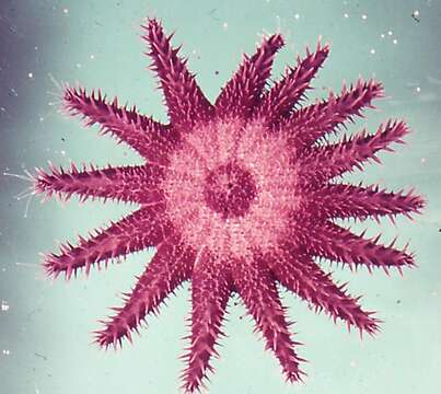 Image of crown-of-thorns starfish