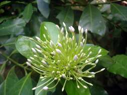 Image of ixora