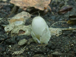 Image of Volvariella murinella (Quél.) M. M. Moser ex Dennis, P. D. Orton & Hora 1960