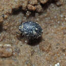 Image of Pill beetle