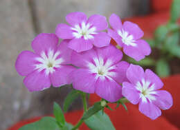 Image of annual phlox