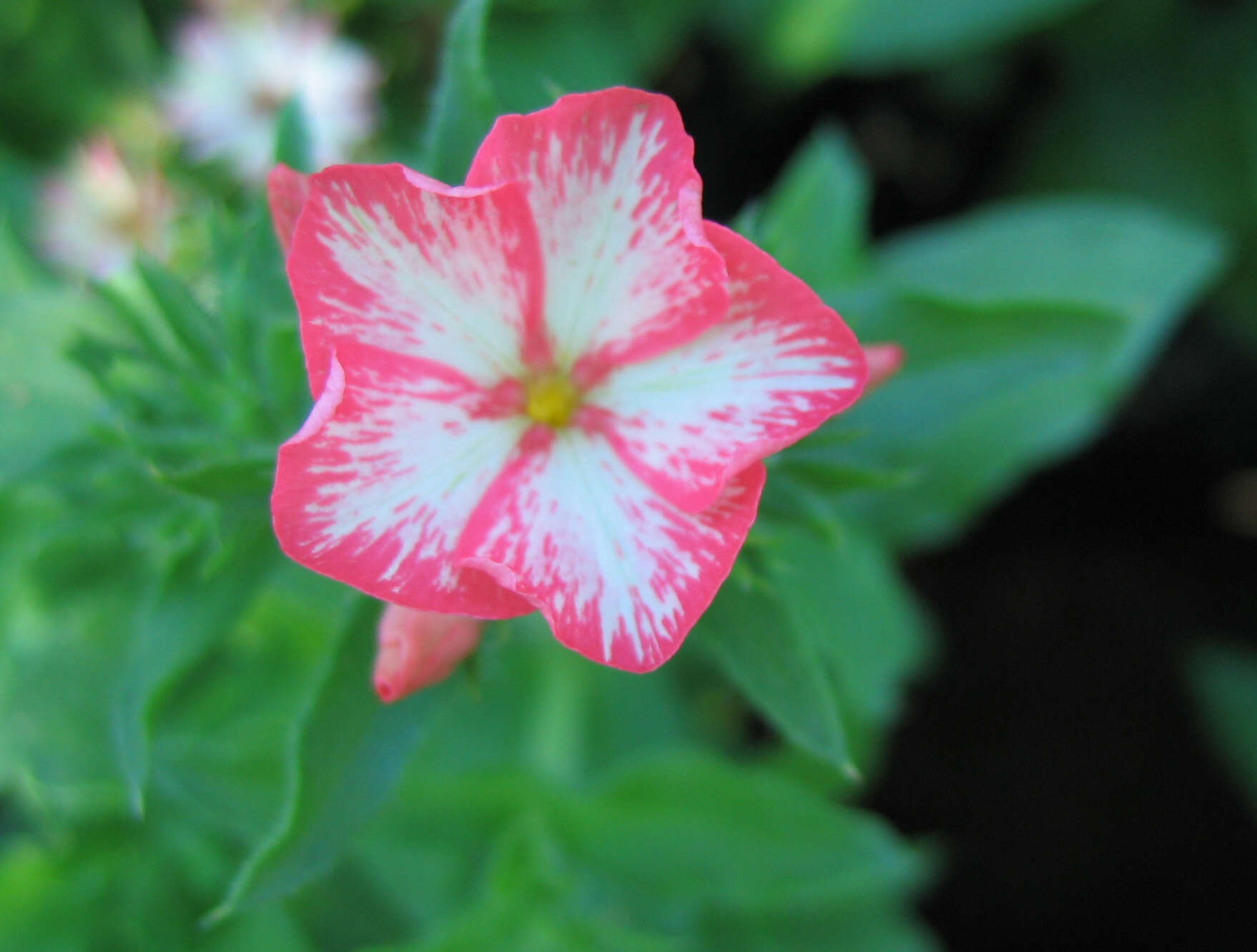 Image of annual phlox