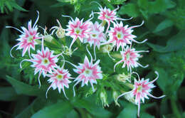 Image of annual phlox