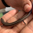 Image of Southern Pigmy Skink