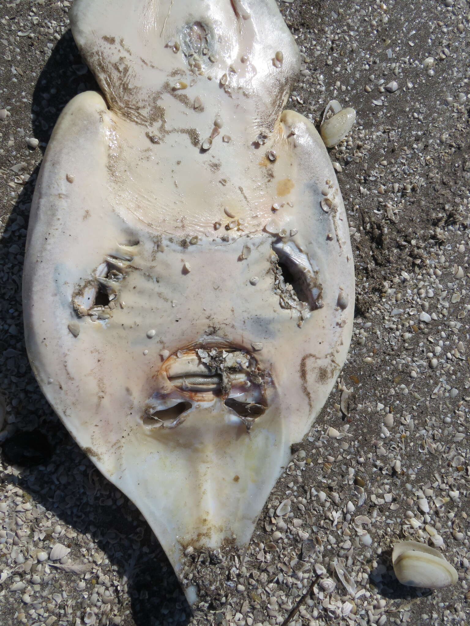 Image of Brazilian guitarfish