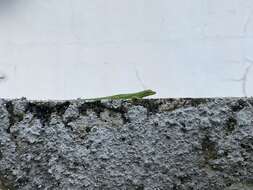 Image of Leopard Anole